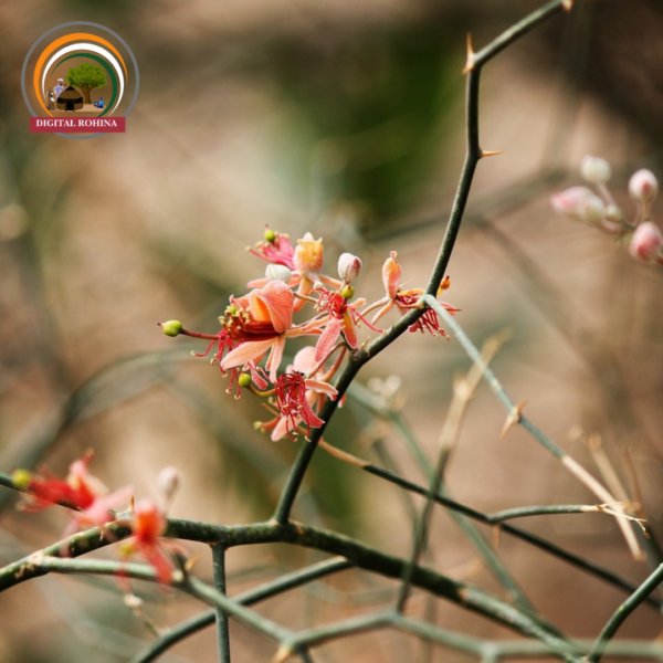 केर (Capparis decidua) - Image 4