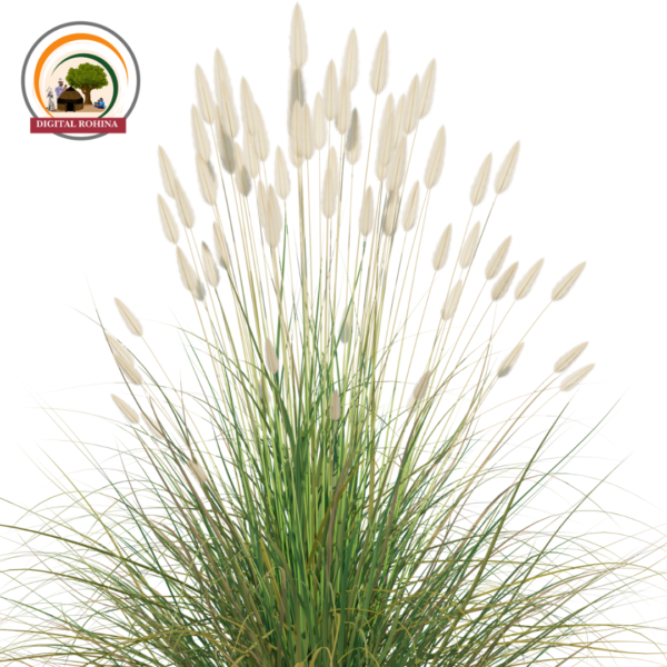 शररर या खस घास (Vetiver Grass) - Image 4