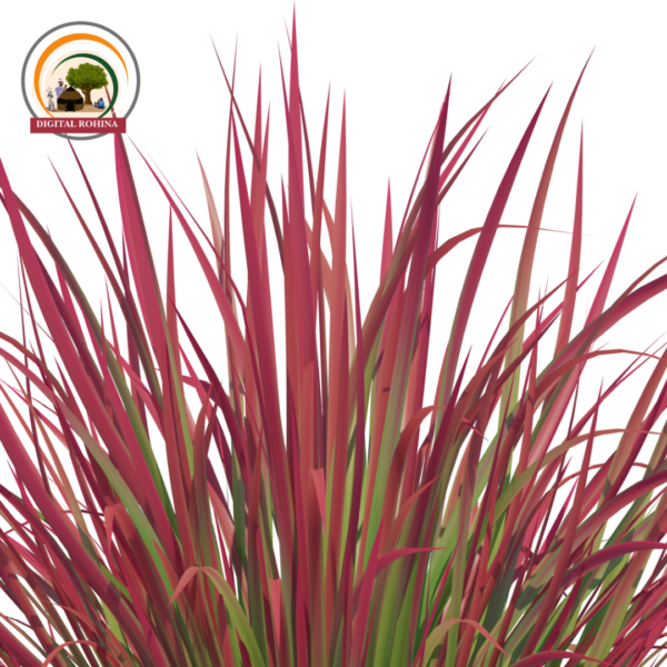 शररर या खस घास (Vetiver Grass) - Image 2