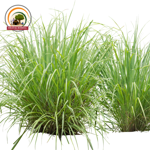 शररर या खस घास (Vetiver Grass) - Image 3