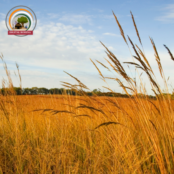 शररर या खस घास (Vetiver Grass)