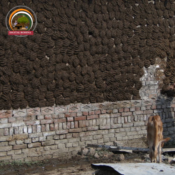 उपला (Cow Dung Cakes) - Image 2