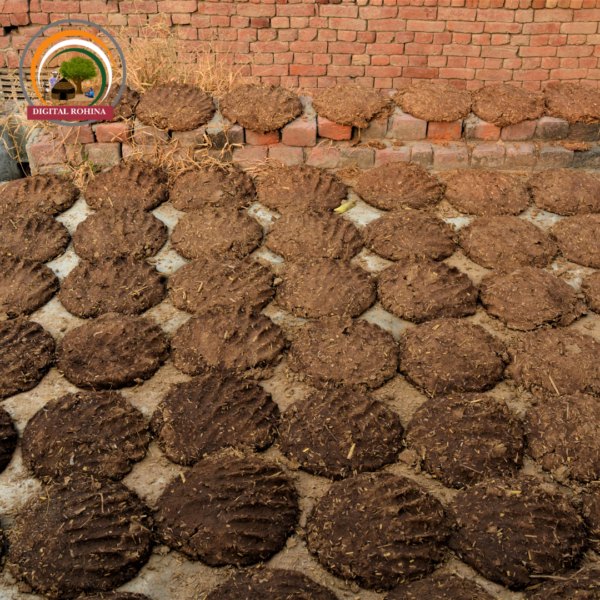 उपला (Cow Dung Cakes)